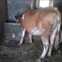 گاو گوساله مریض خریدار فروش