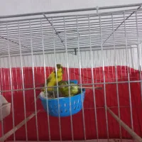 قناری رسمی بلند جفت شده