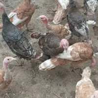 بوقلمون برنز