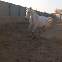 اسب کرد شجره دار|اسب و تجهیزات اسب‌سواری|گوگان, |دیوار