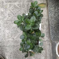 فروش گل‌های آپارتمانی هرچهارتا باهم ۱۳۵۰۰۰۰|گل و گیاه طبیعی|تهران, امام حسین|دیوار