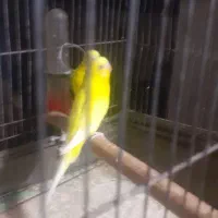مرغ عشق هلندی ب