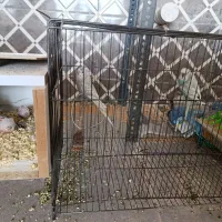 جفت مرغ عشق انگلیسی مولد