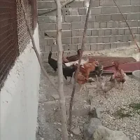 مرغ و خروس لاری|حیوانات مزرعه|رودهن, |دیوار