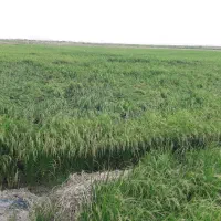 یک تن برنج هاشمی