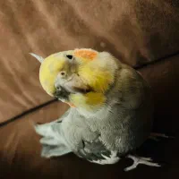 عروس هلندی گم شده