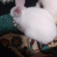 خرگوش|موش و خرگوش|خواف, |دیوار