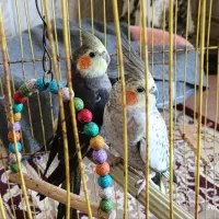 عروس هلندی|پرنده|آشخانه, |دیوار