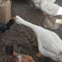 قوغاز اوکراینی گردن ماری