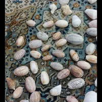 صدف ..برای درآمد زایی و تزئینات خانه