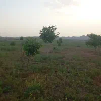 باغ ۵۰۰۰ متری|فروش زمین و ملک کلنگی|فریمان, |دیوار