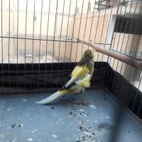 قناری نر ابلق با قفس ۱۰۰۰۰|پرنده|رباطکریم, نصیرشهر|دیوار