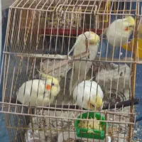 سلام خسته نباشید ۱۰ تاعروس هلندی دارم یکی ۵۰۰