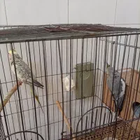 فروش پرنده
