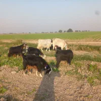 فروش بز ابستن