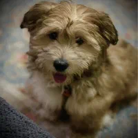 سگ نژاد شیتزو