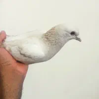 کفتر|پرنده|ماهان, |دیوار