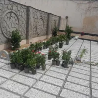 خدمات باغبانی طراحی گلکاری درختکاری محوطه سازی|خدمات باغبانی و درختکاری|همدان, |دیوار