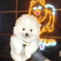 پامرانین خرسی/ پودل عروسکی / شیتزو فلت/ سگ فنجونی