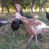 بوقلمون|حیوانات مزرعه|ترکمانچای, |دیوار