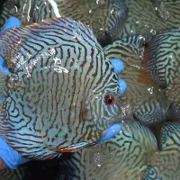 فروش دیسکس بالای ۶ اینچ دو انواع نژاد|ماهی|لوندویل, |دیوار