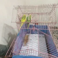 دو جفت مرغ عشق