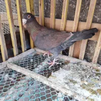 کبوتر پلاکی