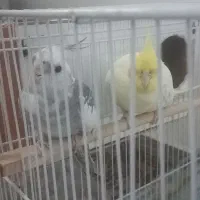 جفت عروس ۵تخم