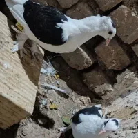 کفتر پشت