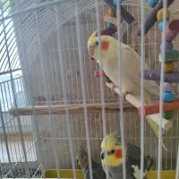 عروس هلندی|پرنده|تفت, |دیوار