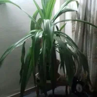 گل طبیعی اشک ملکه