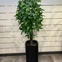 نیگولادرختچ ه|گل مصنوعی|تهران, مشیریه|دیوار