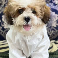 توله سگ هفت ماهه