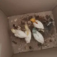 جوجه|حیوانات مزرعه|نورآباد, |دیوار