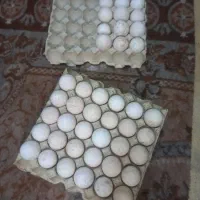 تخم بوقلمون تازه