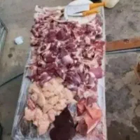 حراج گوسفندفروشی نر سالم عقیقه نذری|حیوانات مزرعه|قم, صفاشهر|دیوار