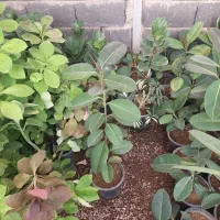 حراج گل گیاه|گل و گیاه طبیعی|محلات, |دیوار