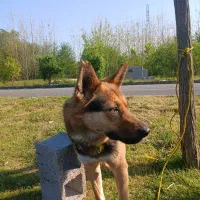 سگ ژرمن شپرد