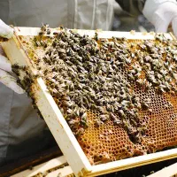 کندو با زنبورعسل