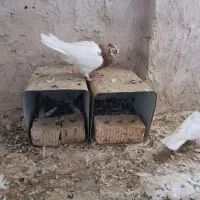 جفت طوقی طوق زرد|پرنده|شیراز, امام حسین|دیوار