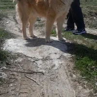سگ نر نگهبان