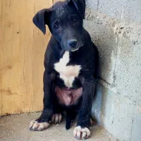 توله سگ پیتبول اصیل پیت بول نگهبان و گارد