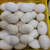تخم قوغاز و اردک