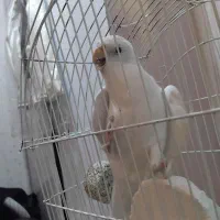 آلبینو دوکت پروانه ای نر مست اماده و جفت مولد|پرنده|تبریز, |دیوار