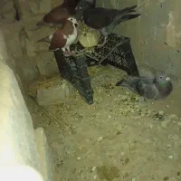 کفتر سبز