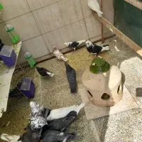 کفتر|پرنده|سمنان, |دیوار