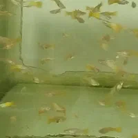 فروش گوپی نژادهای خاص با قیمت استثنایی