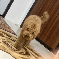 پودل توی|سگ|رباط‌کریم, نصیرشهر|دیوار