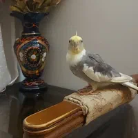 گمشده