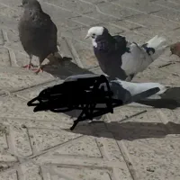 سه عدد کفتر